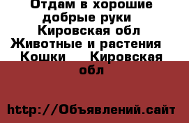 Отдам в хорошие добрые руки - Кировская обл. Животные и растения » Кошки   . Кировская обл.